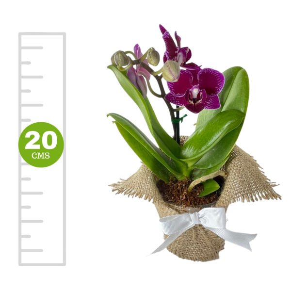 Orquídea Mini