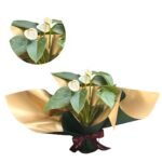 Imagen siguiente del producto