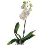 Imagen anterior del producto