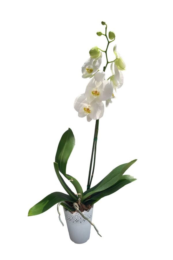 Orquidea Phalaenopsis blanca 1 Vara