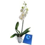 Imagen siguiente del producto