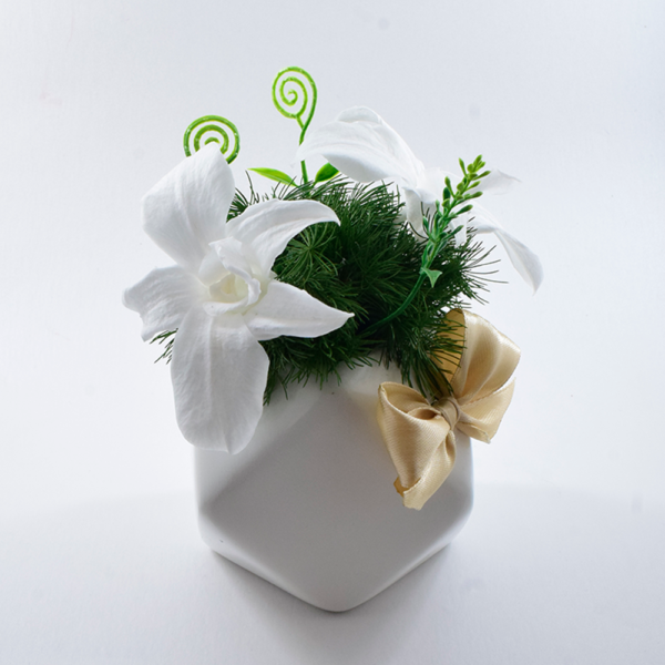 Orquídea Preservada